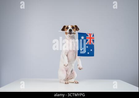 Jack Russell Terrier Dog Hält Australische Flagge. Stockfoto