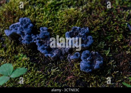 Blaue Pilze auf dem Boden des Mooswaldes. Waldboden Stockfoto