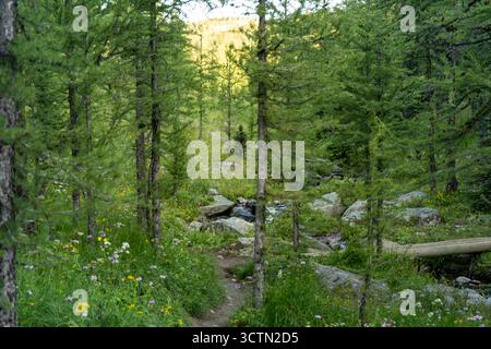 Idyllische Waldszene mit einem Bach, Felsen und üppiger grüner Vegetation. Stockfoto