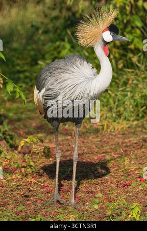 Grau gekrönter Kran (Balearica regulorum), Spaziergang umgeben von Vegetation Stockfoto