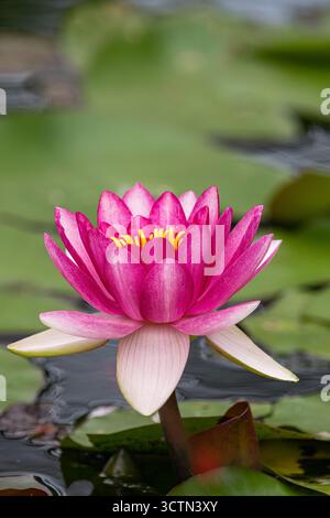 Rote Seerose ( Nymphaea pygmaea Rubra), blüht in einem See mit grünen Blättern Stockfoto
