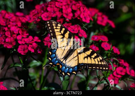 Makroaufnahme Eines Gelb-Schwarz-Blau-Schmetterlings auf leuchtenden rosa Zinnia-Blumen in Einem Garten Stockfoto