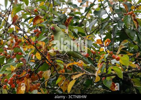 Nancy, Frankreich - Blick auf einen grünen Rosensittich, der auf einem Ast auf einem Baum im Pépinière Park in Nancy sitzt. Stockfoto