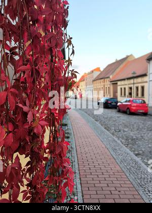Herbstlaub von wilden Trauben und eine alte europäische Straße Stockfoto