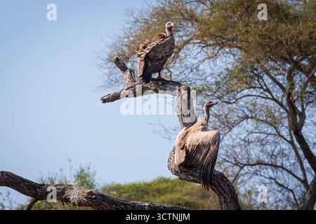 gyps rueppelli-Vogel und Weißgeier oder gyps africanus-Vogel, der auf einem Baum thront Stockfoto