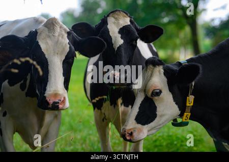 Reife Kuh. Schwarz-weiße Holsteinkuh auf der Wiese. Holsteinkühe auf der Weide. Kühe auf einer Wiese. Kuhfarm. Bauernhof auf dem Land. Kuhherde auf dem Feld Stockfoto