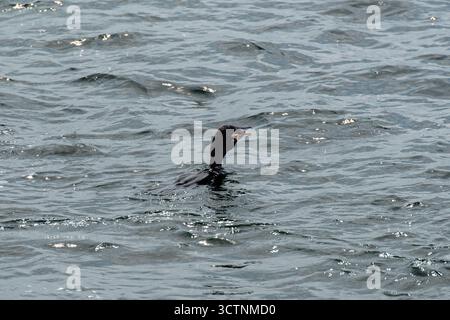 Neotroper Kormoran (Phalacrocorax brasilianus, Patillo), der einen Fisch isst, den er gefangen hat und in Perus Küstengewässern schwimmt. Jagdszene. Stockfoto