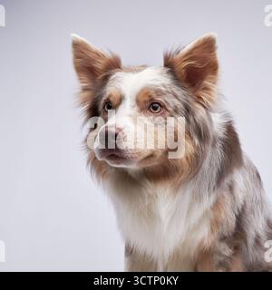 Ein Border Collie wird in einem Nahaufnahme-Porträt mit einem ernsten Ausdruck festgehalten, eingerahmt von seinem flauschigen Fell und seinen stechenden Augen. Stockfoto