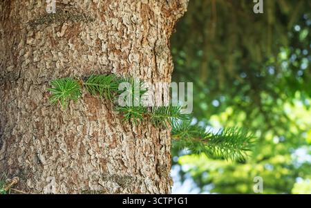 Eine Nahaufnahme eines Kiefernstammes mit einem jungen Zweig. Vor einem sanft verschwommenen Hintergrund mit üppigem Laub, das Wachstum symbolisiert. Stockfoto