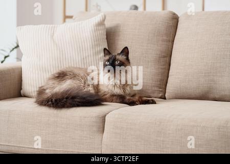 Niedliche Thai-Katze, die auf dem grauen Sofa im Wohnzimmer liegt Stockfoto