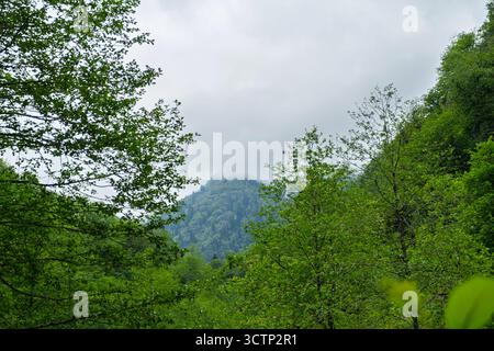 Neblige Berglandschaft. Nebel bedeckt sanft die fernen Gipfel unter einem bewölkten Himmel. Das lebhafte Grün und der atmosphärische Dunst sorgen für Ruhe Stockfoto