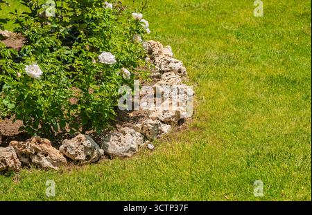 Rosenbusch umgeben von dekorativen Steinbändern. Gartenszene mit blühendem Rosenstrauch mit üppig grünem Rasen. Gut für Gartenthemen und Outdoorthemen Stockfoto