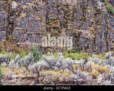 Salbei blüht am Fuße der moosbedeckten Felsen oberhalb des Girds Creek bei Twickenham in Oregon, USA Stockfoto