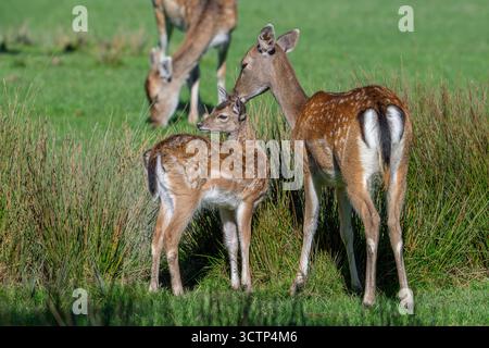 Europäischer Damhirsch (Dama dama) mit zwei Weibchen im Grasland im Herbst/Herbst Stockfoto