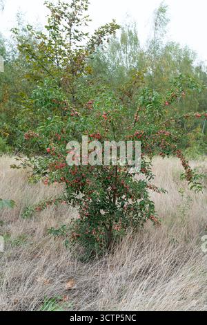 Sträucher mit Orangenbeeren, die in einem trockenen Grünland wachsen, wahrscheinlich feuerdorn (Pyracantha) Stockfoto