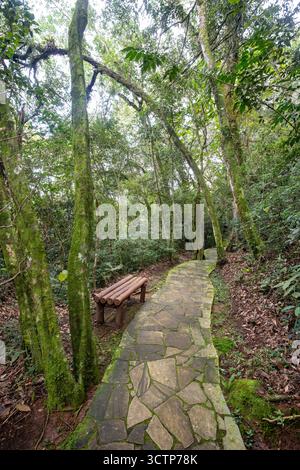 Rustikale Holzbank befindet sich neben einem ruhigen, moosigen Steingang tief in den brasilianischen Wäldern von Itaiacoca, Ponta Grossa Stockfoto