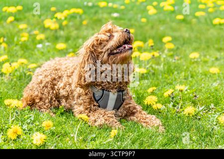 Cavapoo Hund im Park an einem sonnigen Sommertag, gemischt, Rasse von Cavalier King Charles Spaniel und Poodle. Brauner Cavapoo sitzt auf grünem Gras mit Dan Stockfoto