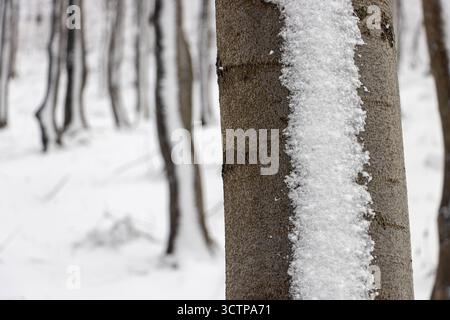 Windgepeitschter Schnee auf Baumstämmen in einem verschneiten Wald Stockfoto