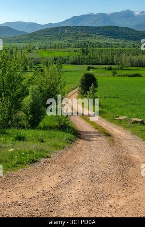 Feldweg durch grüne Felder. Kurvenreiche, unbefestigte Straße führt durch grüne Felder mit Bäumen auf beiden Seiten in Richtung entfernter Hügel. Stockfoto