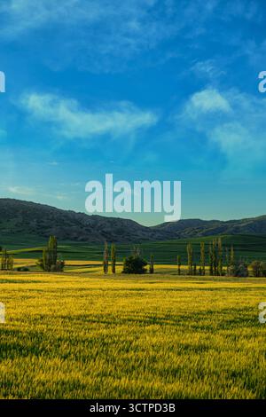Goldenes Ackerfeld unter blauem Himmel. Ein riesiges goldenes Feld erstreckt sich bis in die Ferne unter einem hellblauen Himmel mit grünen Hügeln. Stockfoto