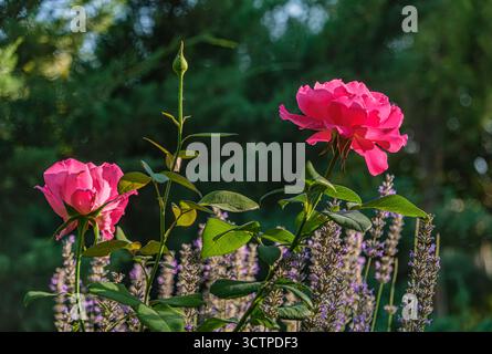 Rosa Rosen in Blüte mit Lavendel. Zwei leuchtend rosa Rosen stehen hoch zwischen üppig grünem Laub und Lavendelblüten. Konzept eines blühenden Gartens. Stockfoto