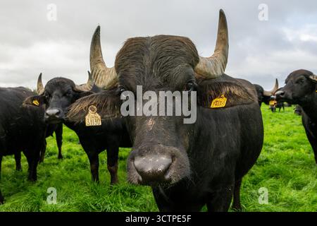 Wasserbüffel (Bubalus bubalis) auf der Macroom Buffalo Farm in Macroom, West Cork, Irland. Stockfoto