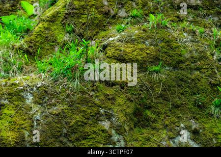 Nahaufnahme von moosbedeckten Felsen mit Büscheln aus grünem Gras und kleinen Pflanzen, die zwischen Rissen wachsen. Natürliche Waldbodenstruktur mit Widerstandsfähigkeit. Stockfoto