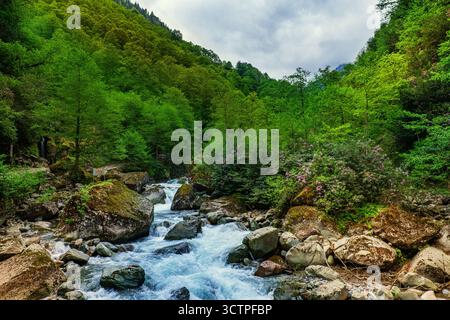 Bergbach fließt durch üppig grünen Wald mit großen moosigen Felsen und Wildblumen. Das türkisfarbene Wasser bildet einen wunderschönen Kontrast. Stockfoto