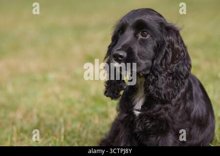 Junge Frau des englischen Cocker Spaniel, die sich im Sommerpark im Freien entspannt Stockfoto