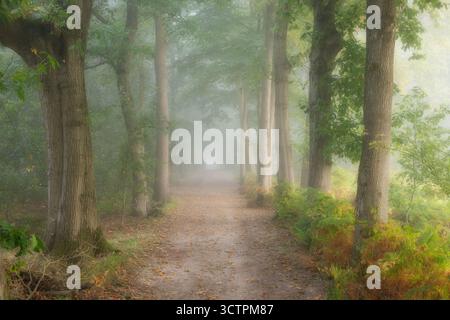 Ein Herbstwald mit Nebel zwischen den Bäumen und wunderschönen Herbstfarben in de Moeren, Niederlande Stockfoto
