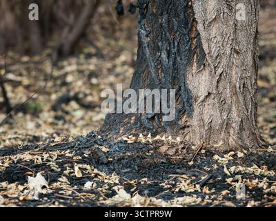 Eine Nahaufnahme eines verbrannten Baumstamms, umgeben von heruntergefallenen trockenen Blättern und verdorbenem, verbranntem Gras, zeigt die Folgen eines Waldbrandes Stockfoto
