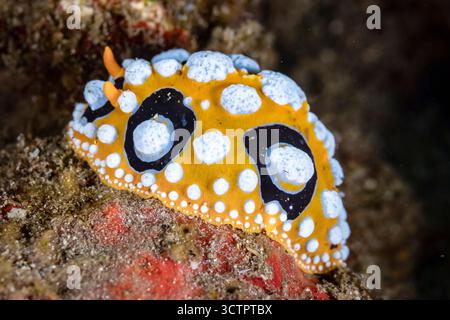 Eine wunderschöne orangene Nacktschnecke (Phyllidia ocellata) krabbelt über den Meeresboden in der Nähe von Alor, Indonesien, dieser abgelegenen Region auf den Kleinen Sunda-Inseln Har Stockfoto