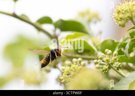 Die asiatische Hornisse Vespa velutina nigrithorax, eine in Europa eingeführte und akklimatisierte Art Stockfoto