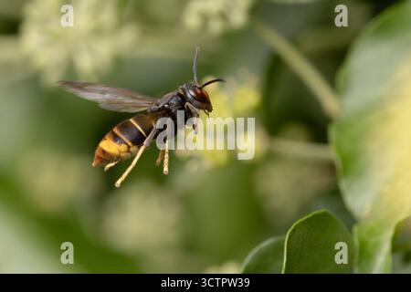 Die asiatische Hornisse Vespa velutina nigrithorax, eine in Europa eingeführte und akklimatisierte Art Stockfoto