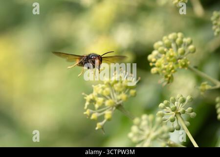 Die asiatische Hornisse Vespa velutina nigrithorax, eine in Europa eingeführte und akklimatisierte Art Stockfoto