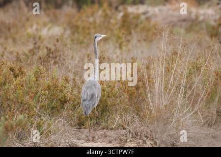 Graureiher mit dem Rücken zur Kamera inmitten der Herbstvegetation im El Hondo Naturpark, Spanien Stockfoto