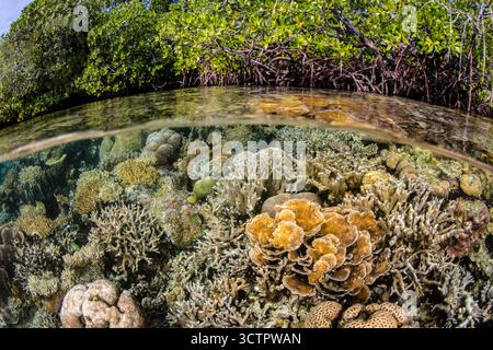 Gesunde Korallen und andere wirbellose Tiere gedeihen am Rande eines Mangrovenwaldes inmitten der abgelegenen Inseln Raja Ampat, West Papua, Indonesien, Indo-Paci Stockfoto