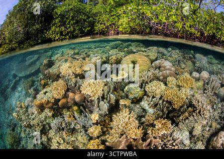 Gesunde Korallen und andere wirbellose Tiere gedeihen am Rande eines Mangrovenwaldes inmitten der abgelegenen Inseln Raja Ampat, West Papua, Indonesien, Indo-Paci Stockfoto