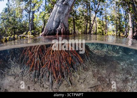 Ein großer Mangrovenbaum, Bruguiera sp., wird von seinen vielen Wurzeln in einem Wald in Raja Ampat, West Papua, Indonesien, Indo-Pazifik, aufrecht gehalten Stockfoto