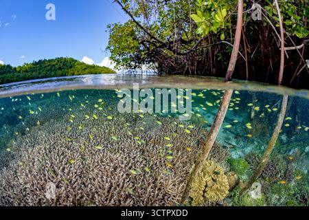 Blau-grüne Jungfische (Chromis sp.) Schwimmen Sie in einer stong Strömung am Rande eines Mangrovenwaldes in Raja Ampat, West Papua, Indonesien, Indo-Pazifik OCE Stockfoto