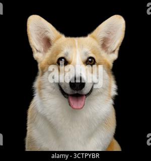 Porträt des lustigen Hundecorgi pembroke im Studio vor schwarzem Hintergrund Stockfoto