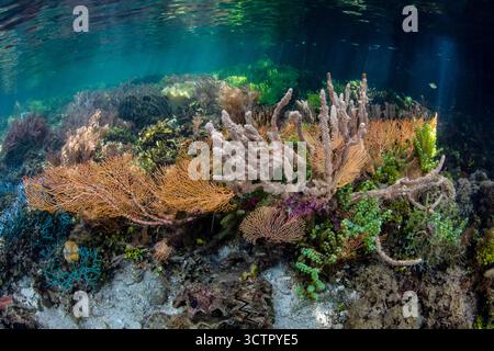 Gesunde Korallen und andere wirbellose Tiere gedeihen am Rande eines Mangrovenwaldes inmitten der abgelegenen Inseln Raja Ampat, Indonesien. Diese tropische Region Stockfoto
