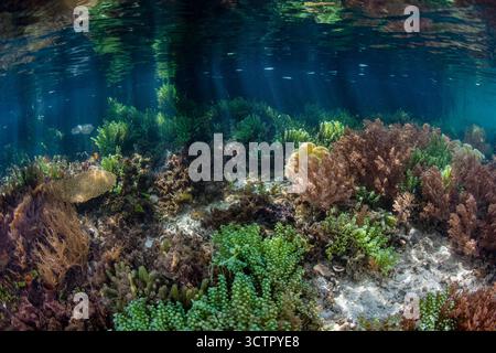 Gesunde Korallen und andere wirbellose Tiere gedeihen am Rande eines Mangrovenwaldes inmitten der abgelegenen Inseln Raja Ampat, Indonesien. Diese tropische Region Stockfoto