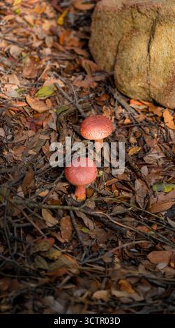 Vertikales Foto von zwei wilden Pilzen mit roter Kappe, die zwischen gefallenen Blättern und Ästen neben einem großen Felsen wachsen. Stockfoto