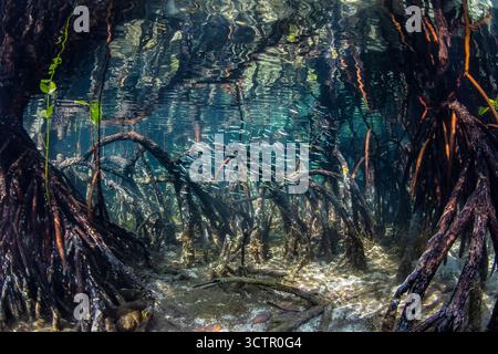 Eine kleine Schule dünner Silberlinge, Hypoatherina barnesi, schwimmt durch eine blaue Wassermangrove in Raja Ampat, Indonesien. Diese Region wird als bezeichnet Stockfoto