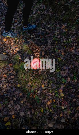 Eine leuchtend rote Amanita muscaria, hell beleuchtet durch das Sonnenlicht am frühen Morgen, liegt auf dem dunklen, grünen Grund eines Herbstwaldes nahe den Füßen o Stockfoto
