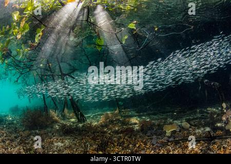 Eine große Schule dünner Silberlinge, Hypoatherina barnesi, schwimmt durch eine blaue Wassermangrove in Raja Ampat, Indonesien. Diese Region wird als bezeichnet Stockfoto
