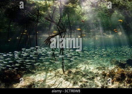 Eine große Schule dünner Silberlinge, Hypoatherina barnesi, schwimmt durch eine blaue Wassermangrove in Raja Ampat, Indonesien. Diese Region wird als bezeichnet Stockfoto