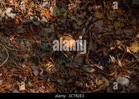 Ein einzelner orangener Wildpilz versteckt zwischen Kiefernnadeln und Blättern auf dem Boden eines Herbstwaldes. Stockfoto