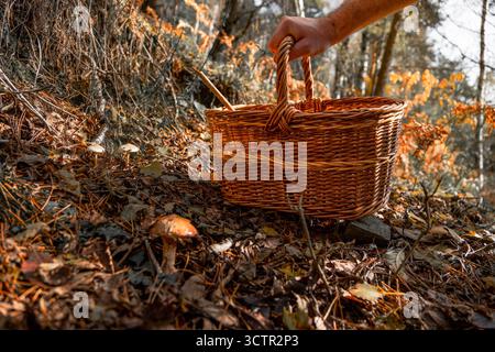 Die Hand eines Mannes nimmt einen Korb aus dem Boden eines Herbstwaldes mit wilden Pilzen in der Nähe auf, die bei Sonnenaufgang aus dem Boden auftauchen. Stockfoto